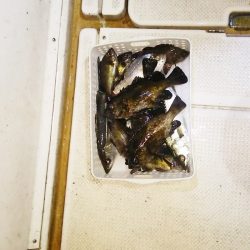 マリンガイド福丸 釣果