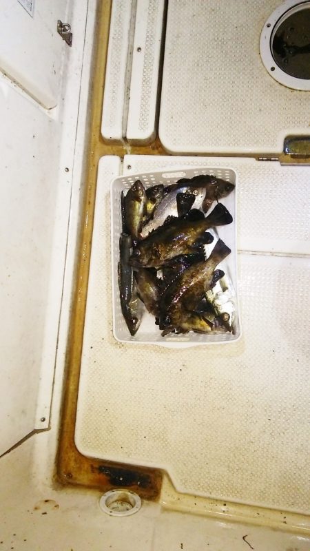 マリンガイド福丸 釣果