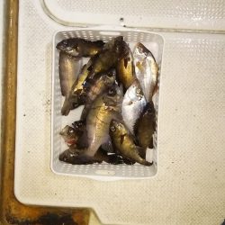 マリンガイド福丸 釣果