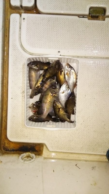 マリンガイド福丸 釣果