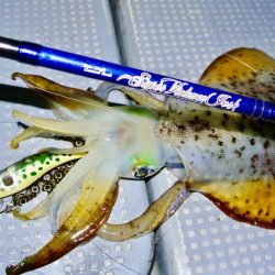 South Current 釣果