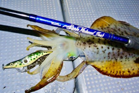 South Current 釣果