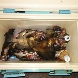 マリンガイド福丸 釣果