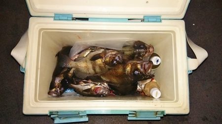 マリンガイド福丸 釣果