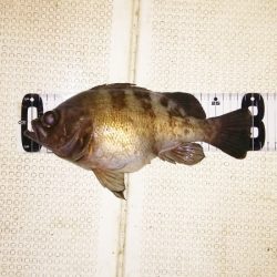 マリンガイド福丸 釣果