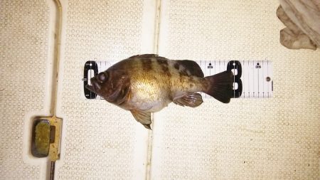 マリンガイド福丸 釣果