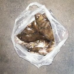 マリンガイド福丸 釣果