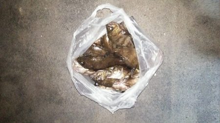 マリンガイド福丸 釣果