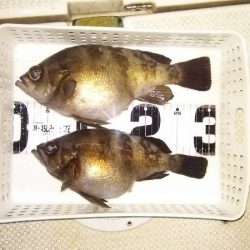 マリンガイド福丸 釣果