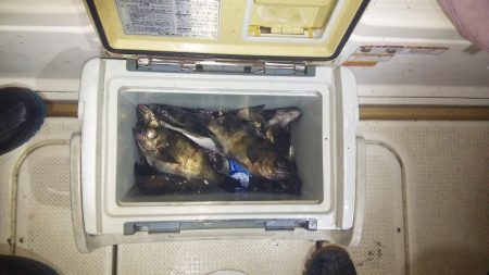 マリンガイド福丸 釣果