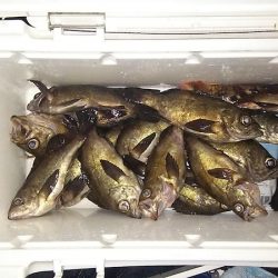 マリンガイド福丸 釣果