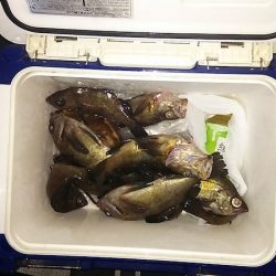 マリンガイド福丸 釣果