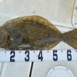 マリンガイド福丸 釣果