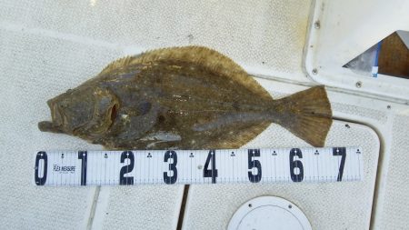 マリンガイド福丸 釣果