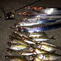 アジング in 愛媛・佐田岬半島三崎港周辺【ピッコロ氏連載 vol.6】