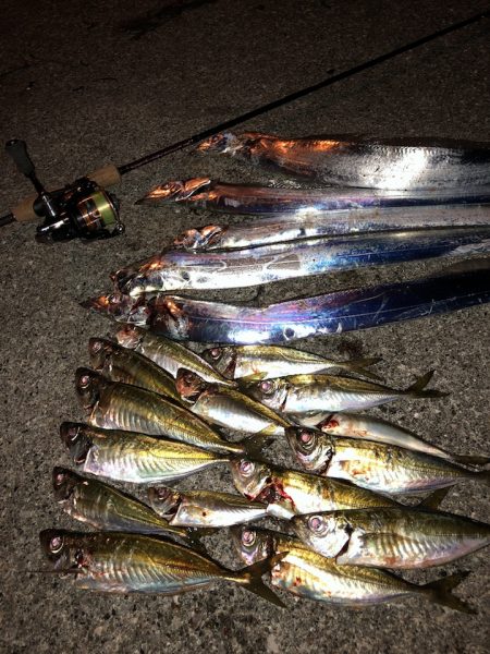 アジング in 愛媛・佐田岬半島三崎港周辺【ピッコロ氏連載 vol.6】