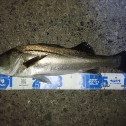 メガバス（Megabass）マキッパ　インプレッション　足場が高いポイントでも足元まできっちり巻けて◎