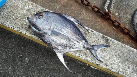 もと明丸 釣果