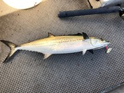 ＮＡＧＡＳＨＩＭA ＭＡＲＵ（永島丸） 釣…