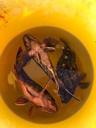 NAGASHIMA MARU(永島丸) 釣果