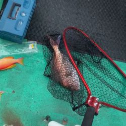 第三むつりょう丸 釣果