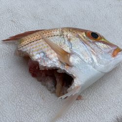 第三むつりょう丸 釣果