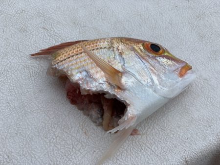 第三むつりょう丸 釣果