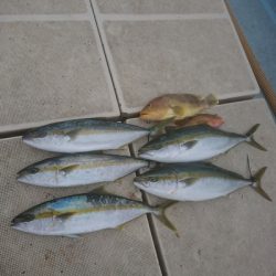 旭星釣りセンター 釣果