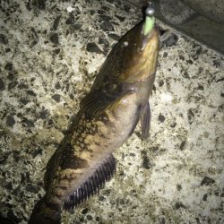 北三陸磯ロックレクチャー★陸っぱりでアイナメを狙う【たっつん氏連載 vol.6】