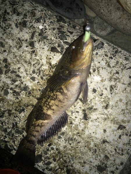 北三陸磯ロックレクチャー★陸っぱりでアイナメを狙う【たっつん氏連載 vol.6】