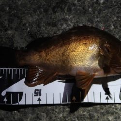 忙しいこの時期は短時間でも楽しめる夜の漁港でライトゲーム【tkc_exp氏連載 vol.6】