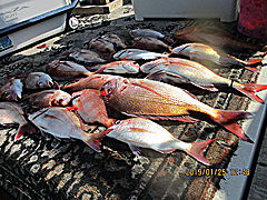 遊漁船 未紗奈 釣果