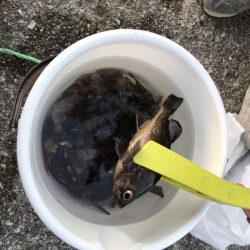 がまかつ　ラグゼ（LUXXE）宵姫アジング・メバリング なすび様より宵姫インプレ！