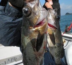 美咲丸 釣果