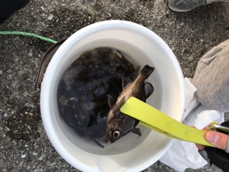 がまかつ　ラグゼ（LUXXE）宵姫アジング・メバリング なすび様より宵姫インプレ！