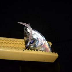 がまかつ　ラグゼ（LUXXE）宵姫アジング・メバリング　インプレ！アゴバイブ様より