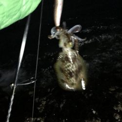 スーパームーンにほだされて冬イカ狙いのエギング釣行