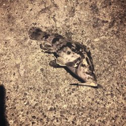 たけのこ居ましたわ