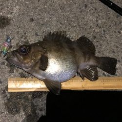 メバル プラッキング〜