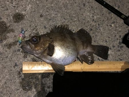 メバル プラッキング〜