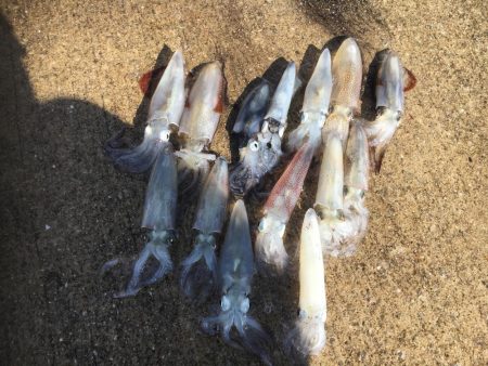 デイヒイカ釣行