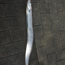 まだ釣れました