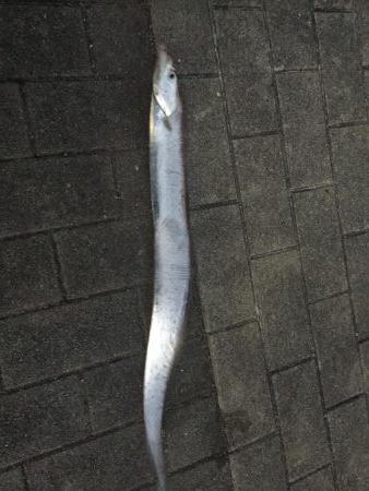 まだ釣れました