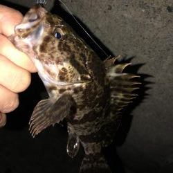 鳴門でメバリング