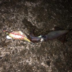 邪道エギの釣り果