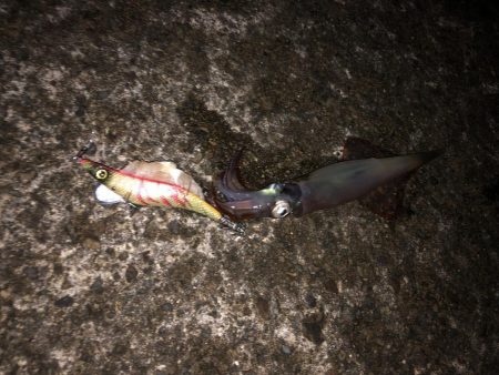 邪道エギの釣り果