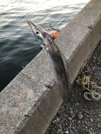 タチウオ継続！