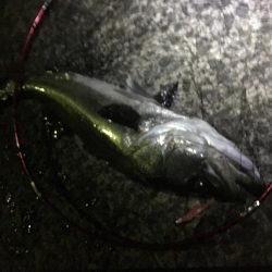 出来過ぎな初釣り