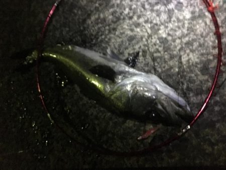 出来過ぎな初釣り