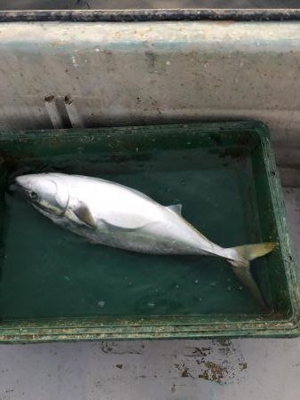 串本大島えり丸さんにて